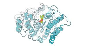 This model of acetylcholinesterase shows acetylcholine (green) bound to its active site. Sam Pellock, CC BY-SA